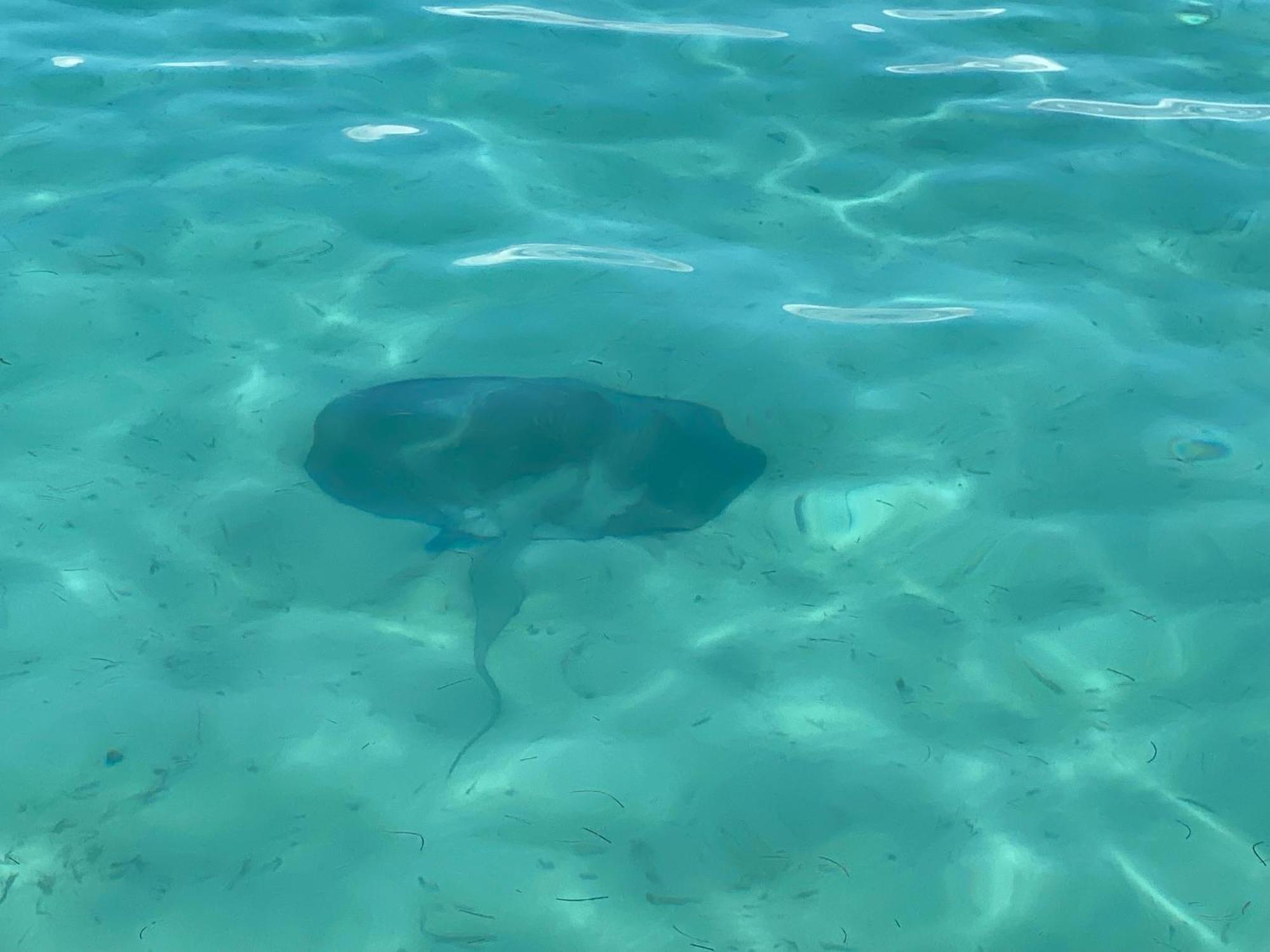 Dolphin Blue Paradise Bocas Town Dış mekan fotoğraf